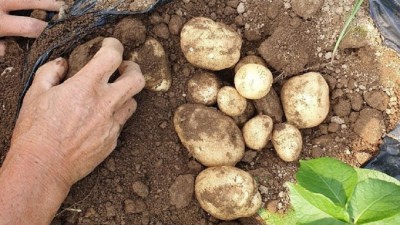 🥔 햇감자 풍년! 감자강원도3kg 득템 후기 & 구매 꿀팁 대방출!